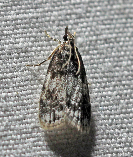 Sooty Scoparia Moth photo 3