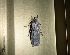 Scoparia indistinctalis