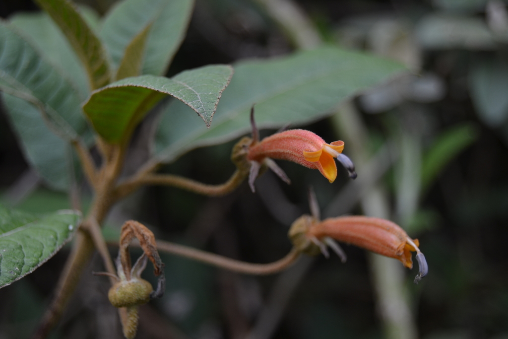 Centropogon pichinchensis