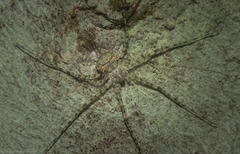 Tamopsis tweedensis
