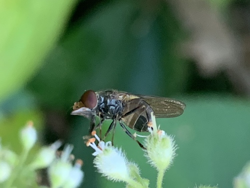 American Snout Fly photo 3
