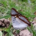 Indian Purple Emperor - Photo (c) Phuentsho, some rights reserved (CC BY-NC), uploaded by Phuentsho