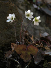 Hepatica acutiloba