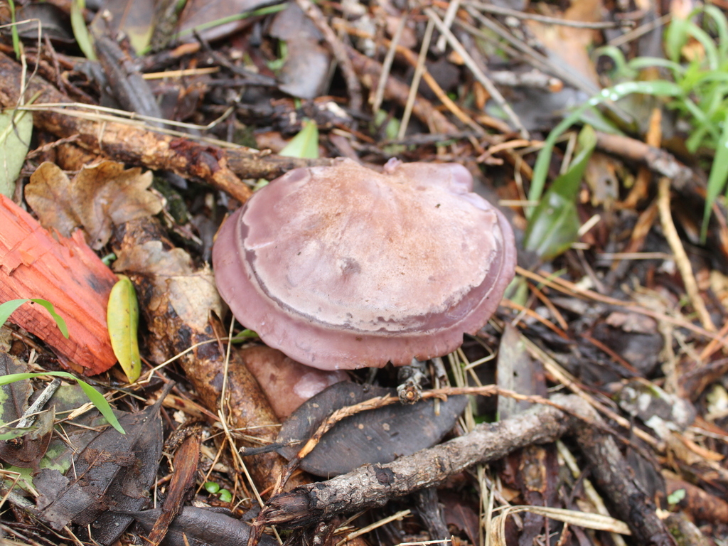 Collybia nuda · June 2025 · photo: © joedillon (iNaturalist, cc-by)