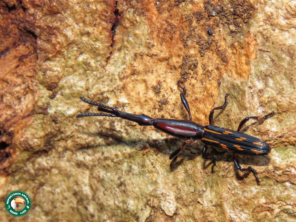 Brentus vulneratus