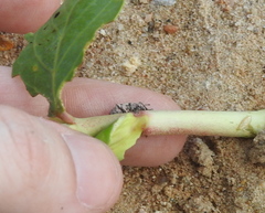 Eudiagogus rosenschoeldi