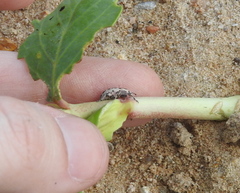 Eudiagogus rosenschoeldi