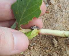 Eudiagogus rosenschoeldi