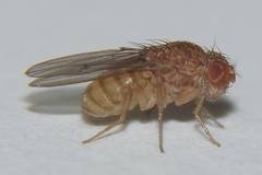 Drosophila repleta