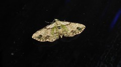 Chloroclystis sphragitis