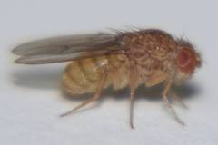 Drosophila repleta