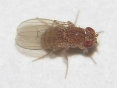 Drosophila repleta