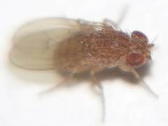 Drosophila repleta