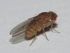 Drosophila repleta
