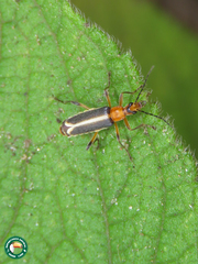 Chauliognathus brevesuturalis