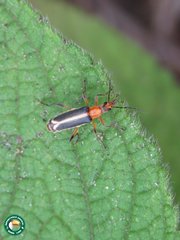 Chauliognathus brevesuturalis