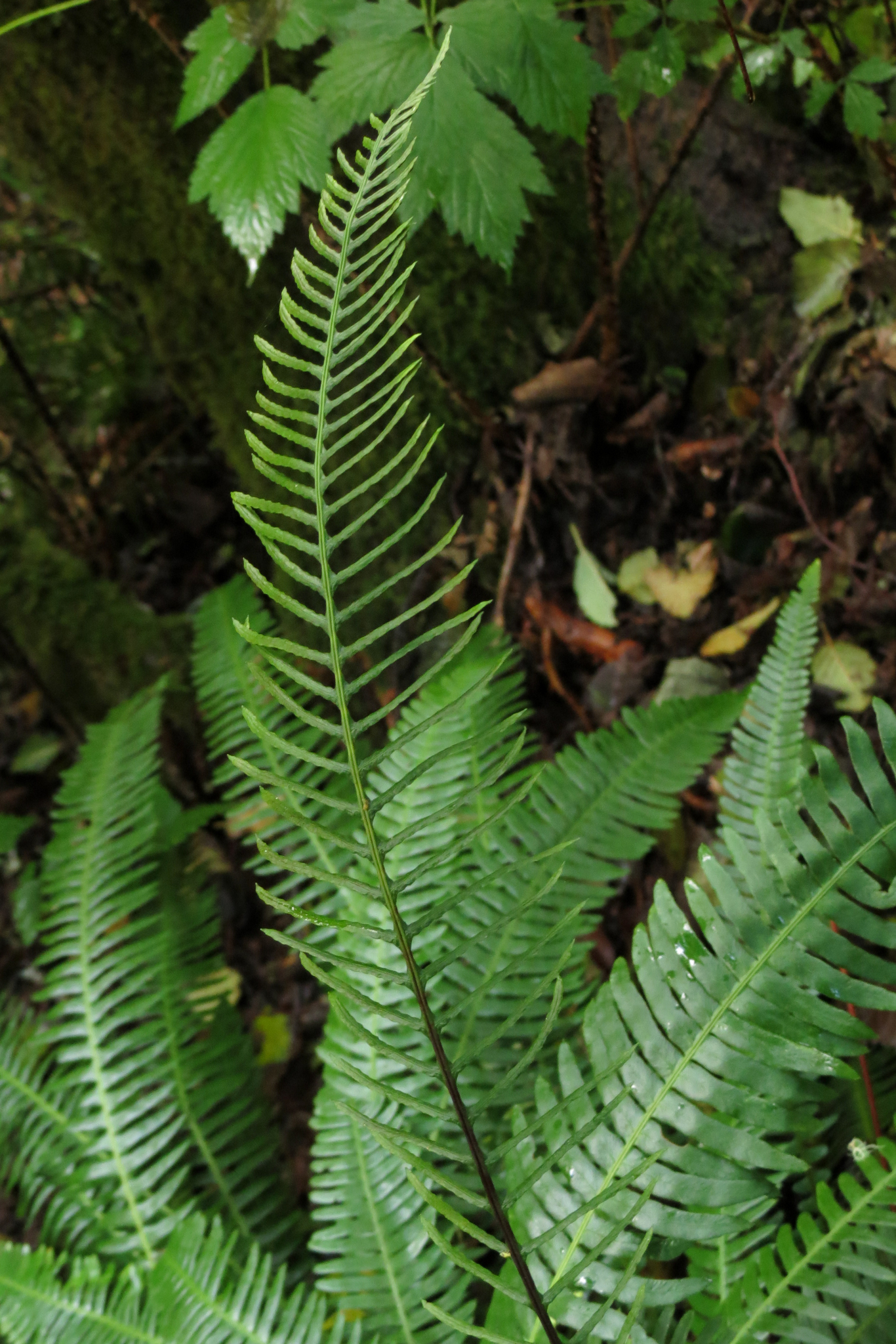 Struthiopteris spicant