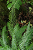 Deer Fern - Photo (c) Harsi S. Parker, some rights reserved (CC BY-NC), uploaded by Harsi S. Parker