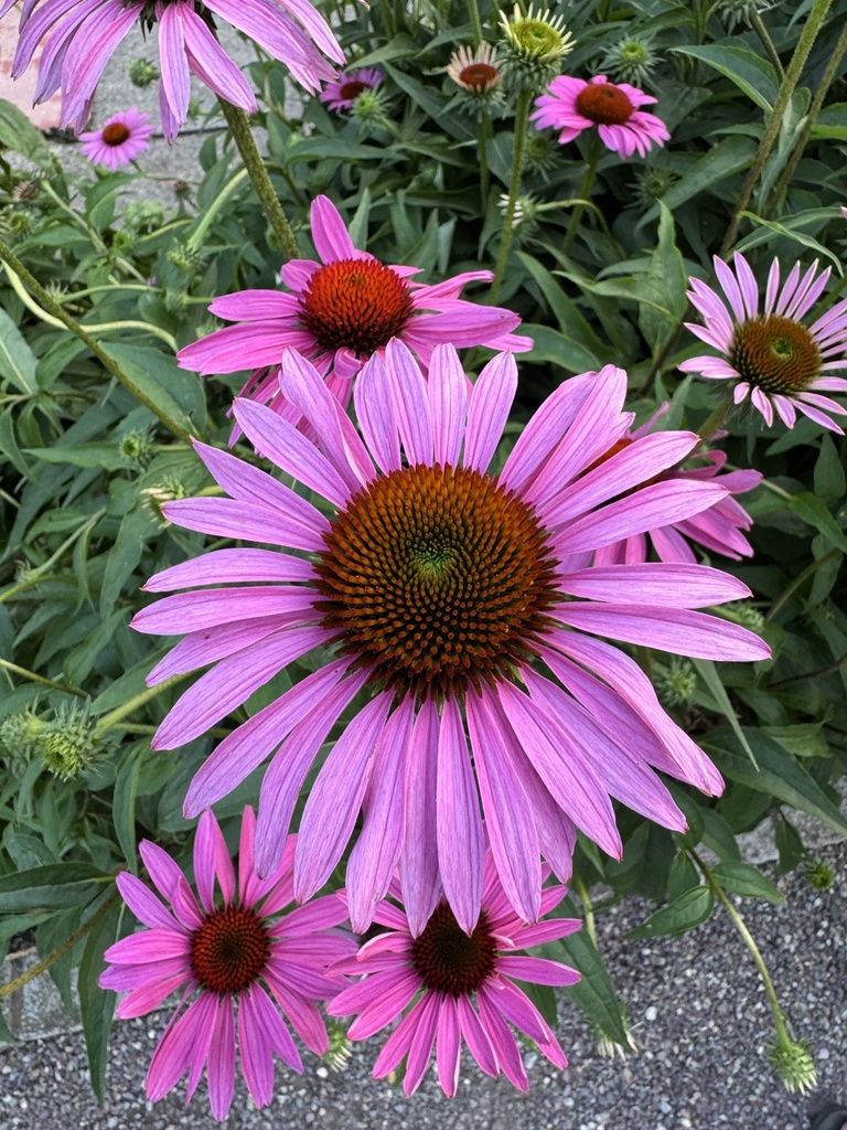 Callistephus chinensis