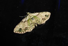 Chloroclystis sphragitis