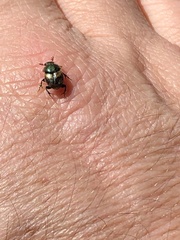 Onthophagus concinnus