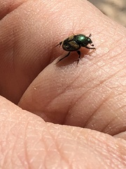 Onthophagus concinnus