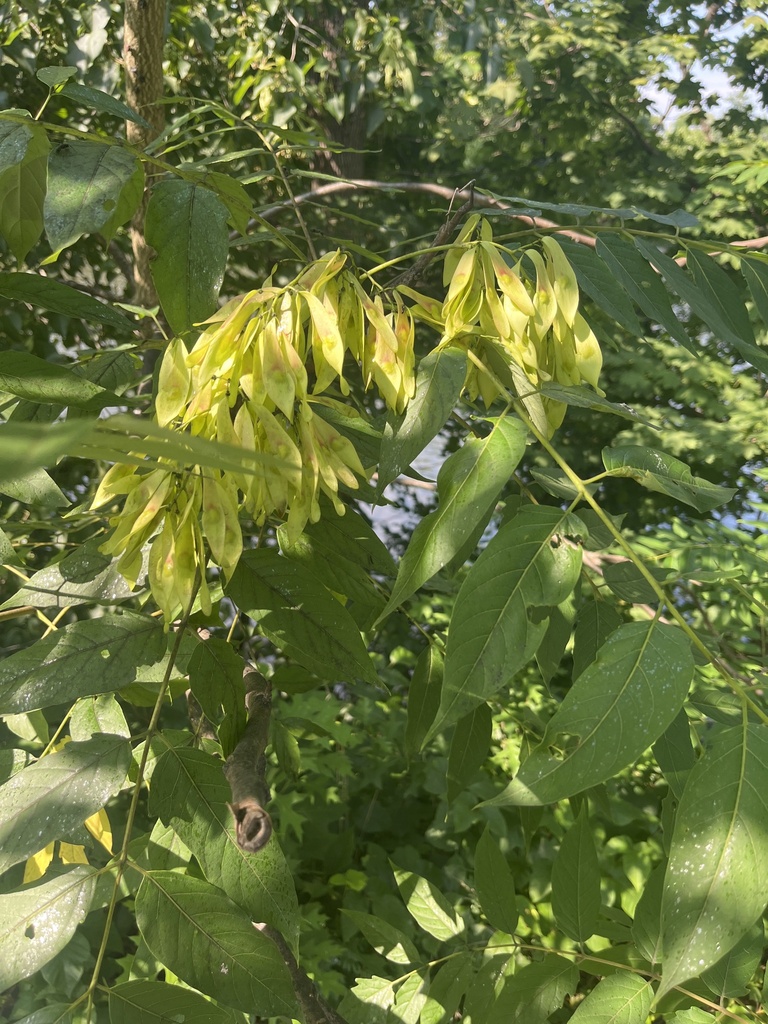 Arbor