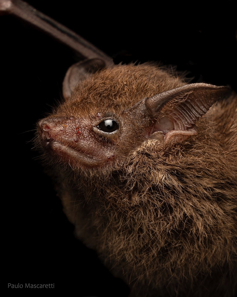Lesser Sac-winged Bat