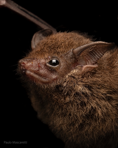 Lesser Sac-winged Bat