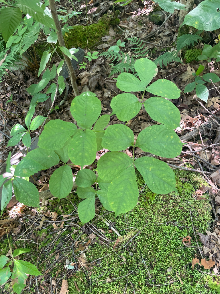 Aralia