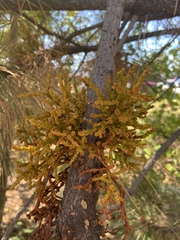 Phoradendron juniperinum