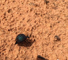 Cysteodemus wislizeni