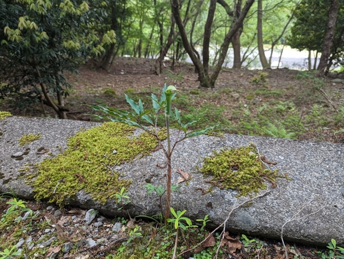 Arisaema angustatum, photograph 4