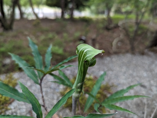 Arisaema angustatum, photograph 5