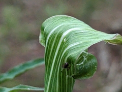 Arisaema angustatum, photograph (c) Alexander Wentworth, some rights reserved (CC BY)