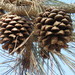 Pinus torreyana - Photo (c) Matthew Salkiewicz, μερικά δικαιώματα διατηρούνται (CC BY-NC), uploaded by Matthew Salkiewicz