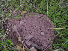 Calvatia fragilis