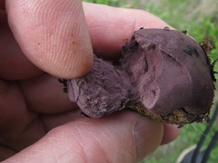 Calvatia fragilis