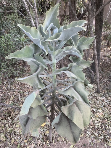 Elephant's Ear Kalanchoe (Kalanchoe beharensis)