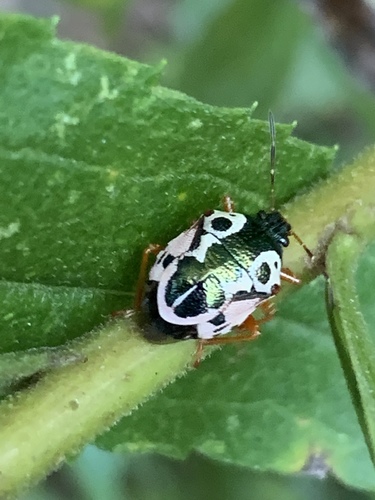 Anchor Stink Bug photo 5