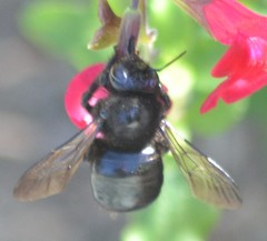 Xylocopa tabaniformis orpifex