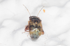 Coridromius chenopoderis