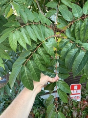 Ailanthus altissima