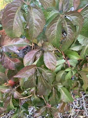 Parthenocissus quinquefolia