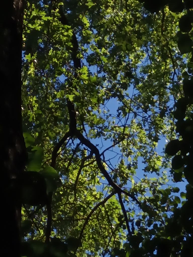Quercus