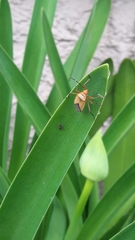 Dysdercus