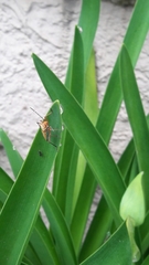 Dysdercus
