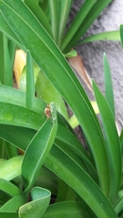 Dysdercus