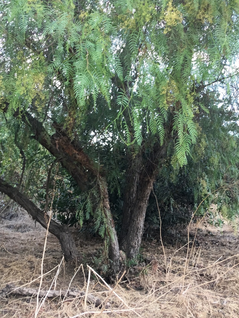 Peruvian Pepper Tree from Los Angeles County, US-CA, US on September 16 ...