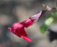 Xylocopa tabaniformis orpifex
